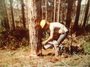 A fotografia mostra um aluno do Colgio Florestal em atividade prtica de corte com motosserra (entalhe direcional), na rea de reflorestamento, em meados da dcada de 80. <br /><br /> Colaborao: Marcos Mendes da Luz <br /><br /> <strong>*A imagem disponibilizada  de responsabilidade do colaborador.</strong>